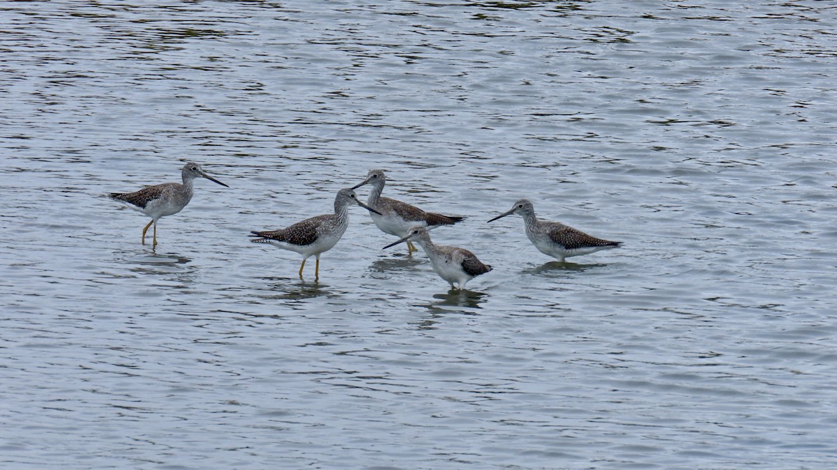 Greater Yellowlegs - ML624161639