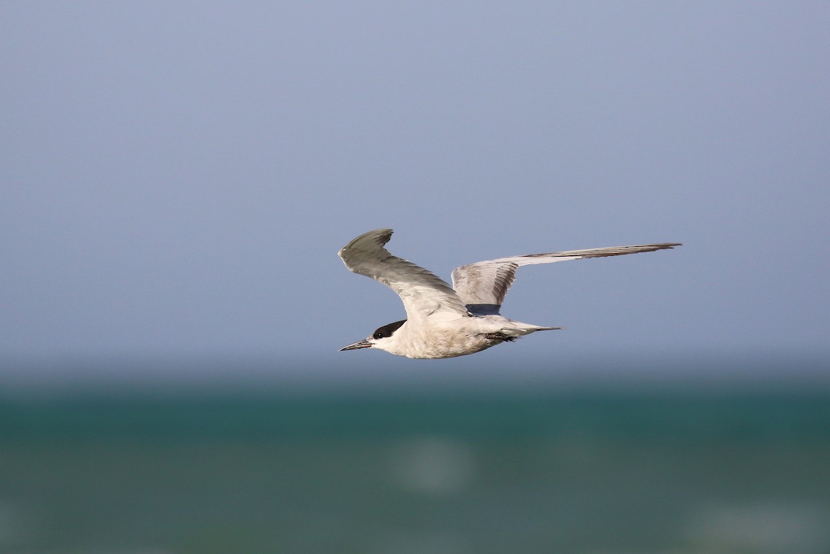 White-cheeked Tern - ML624161649