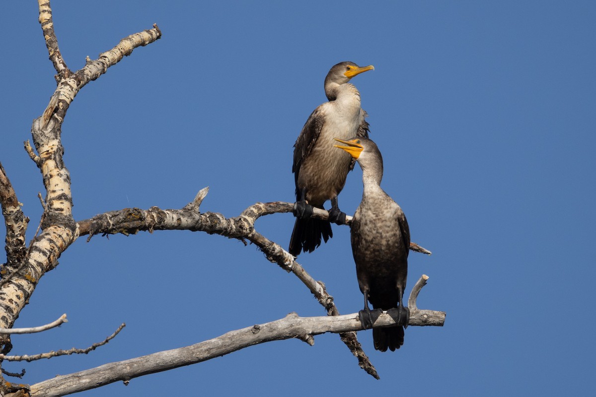 Cormoran à aigrettes - ML624161656