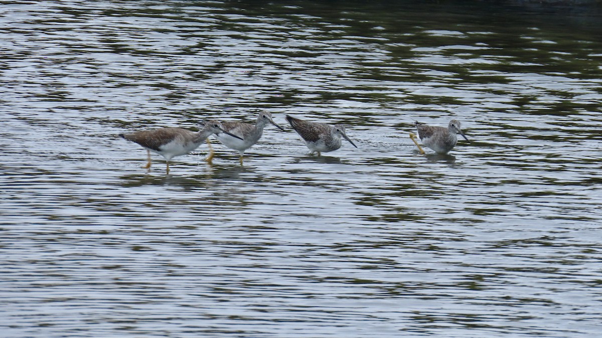 Greater Yellowlegs - ML624161657