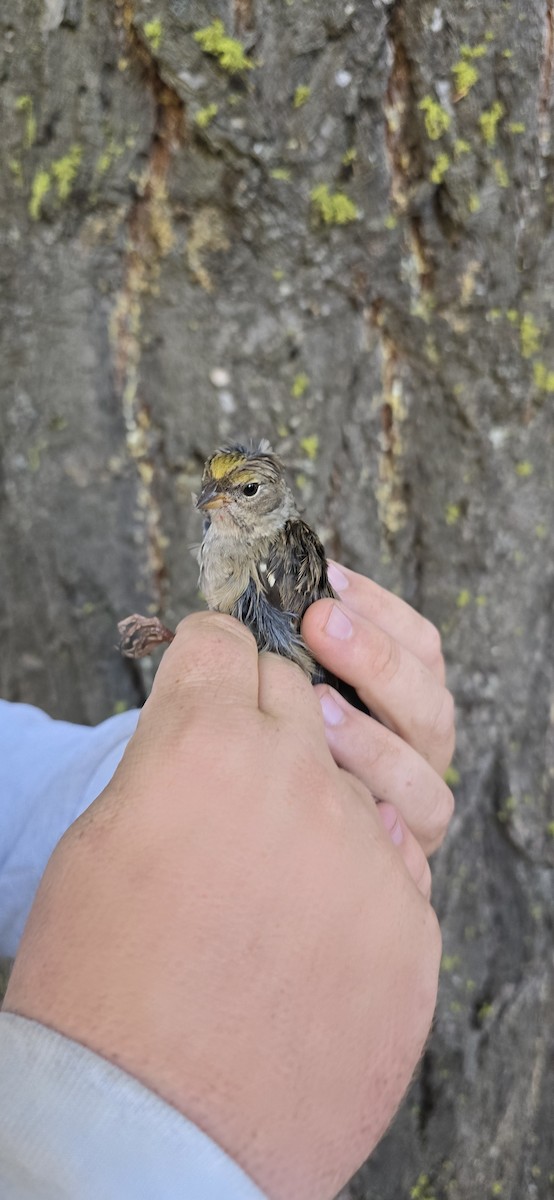 Golden-crowned Sparrow - ML624161680