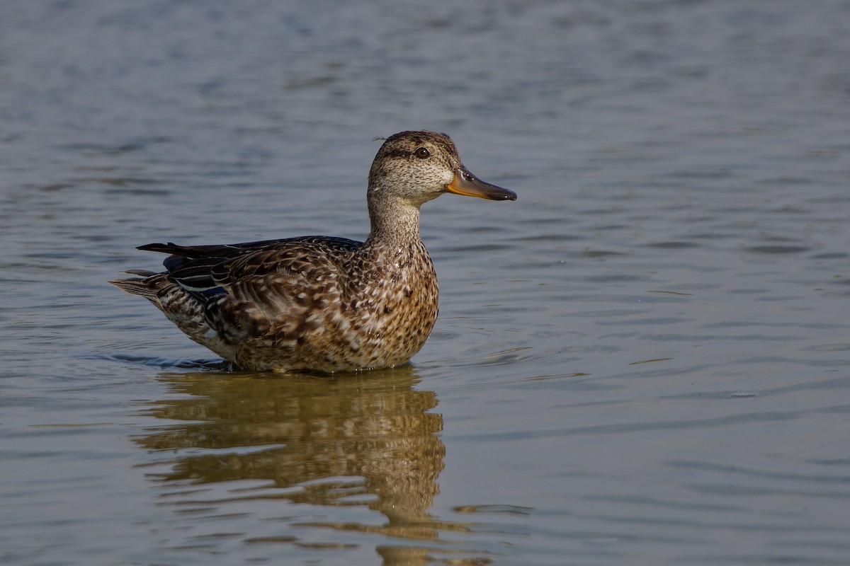 Green-winged Teal - ML624161683