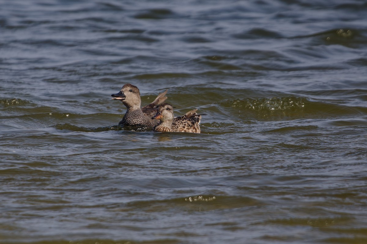 Gadwall - ML624161686