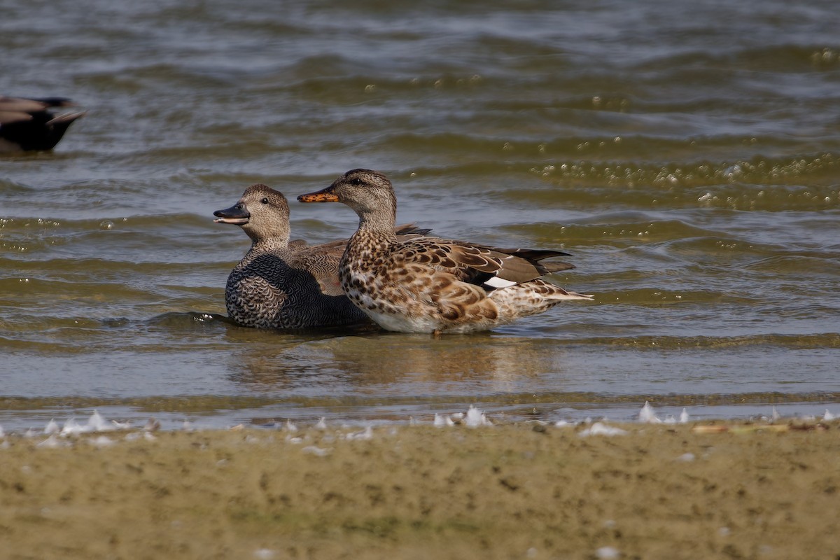 Gadwall - ML624161687