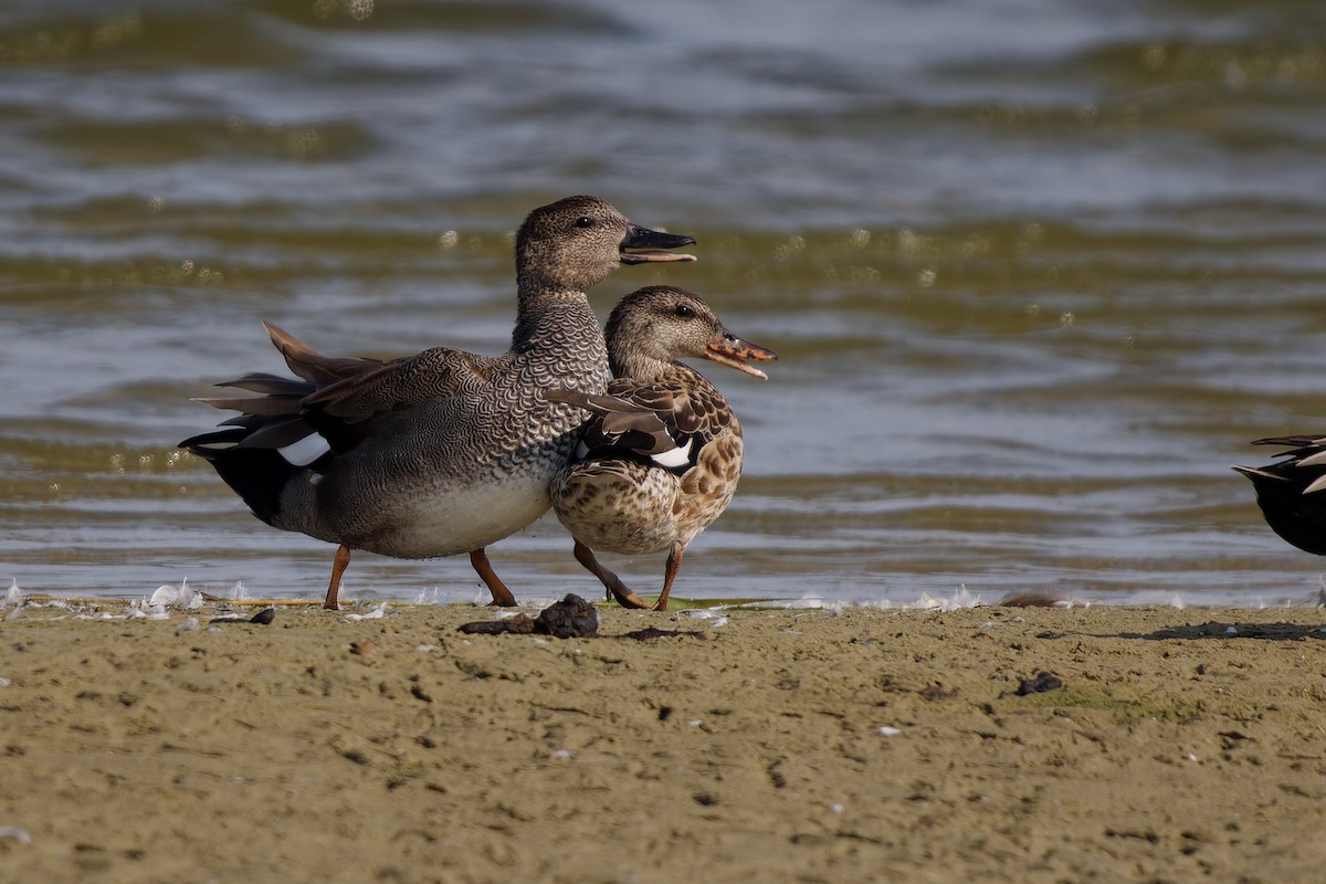 Gadwall - ML624161689