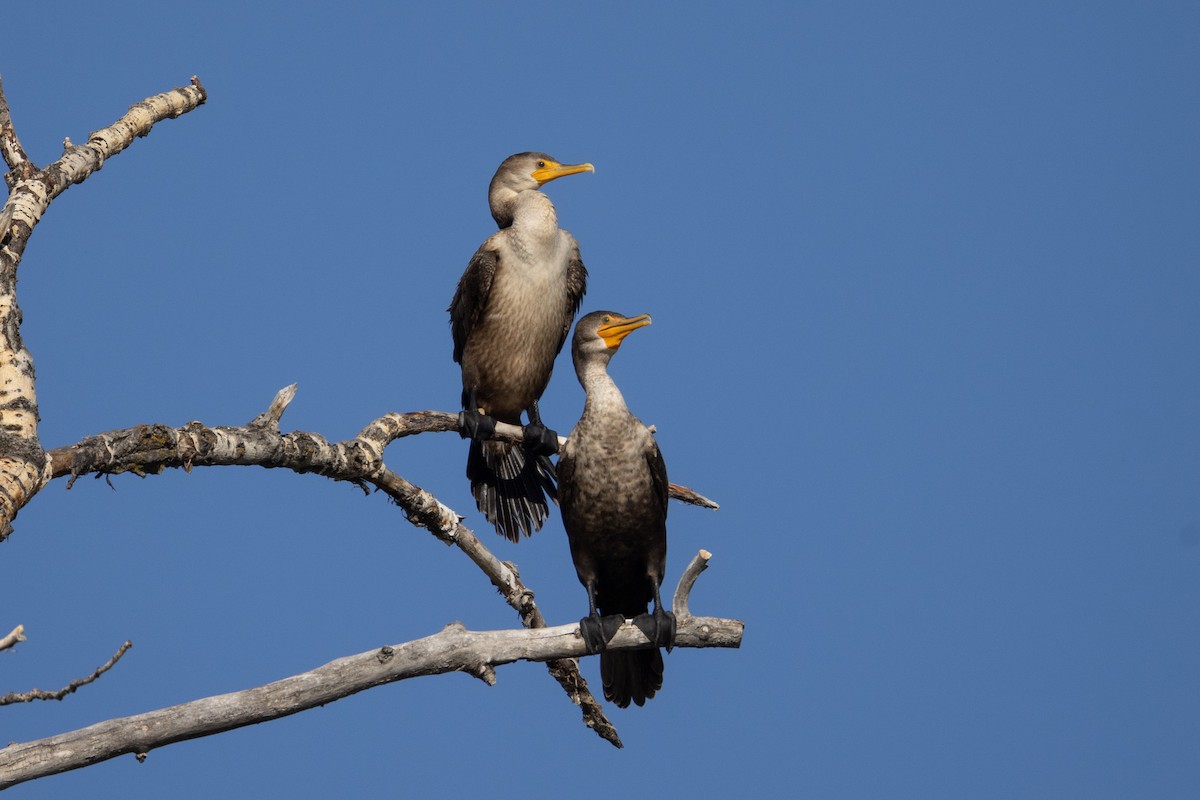 Cormoran à aigrettes - ML624161692