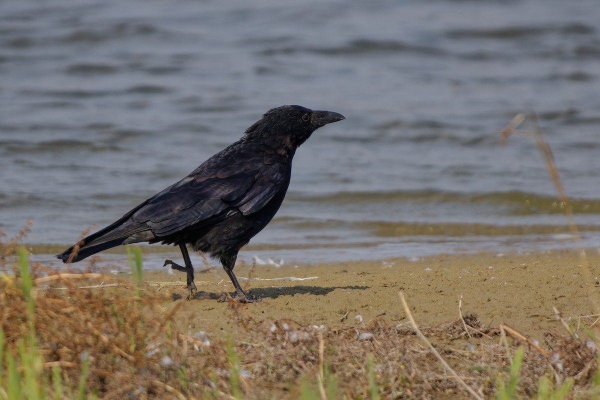 Carrion Crow - ML624161693