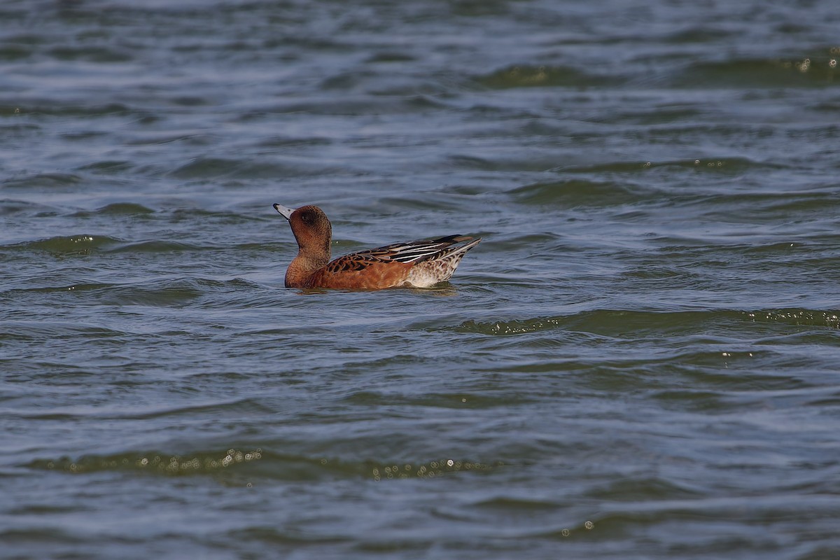 Eurasian Wigeon - ML624161699