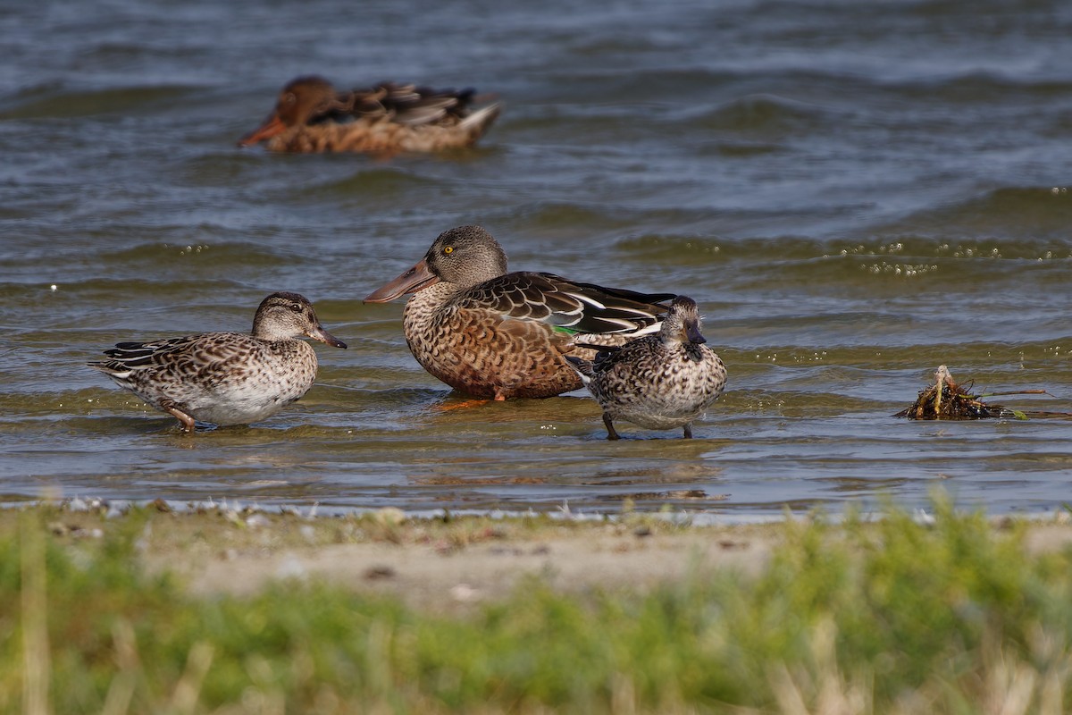 Northern Shoveler - ML624161701