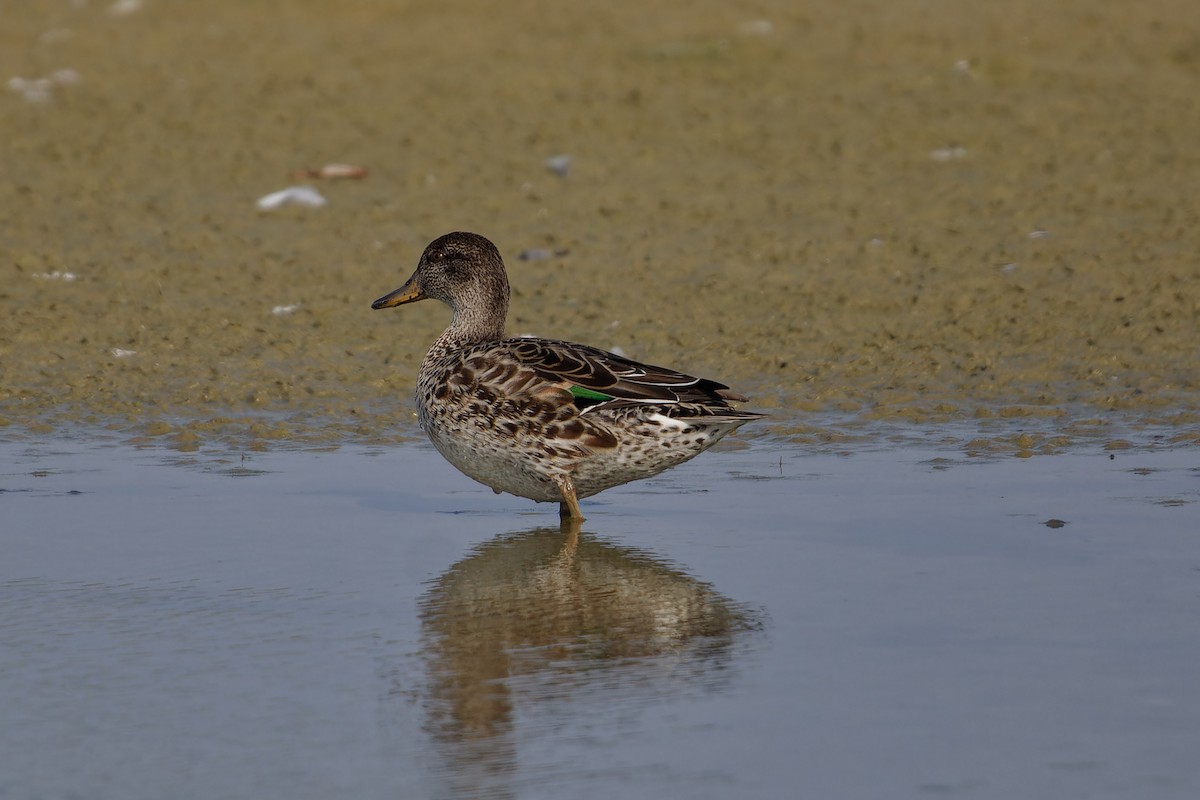 Green-winged Teal - ML624161702