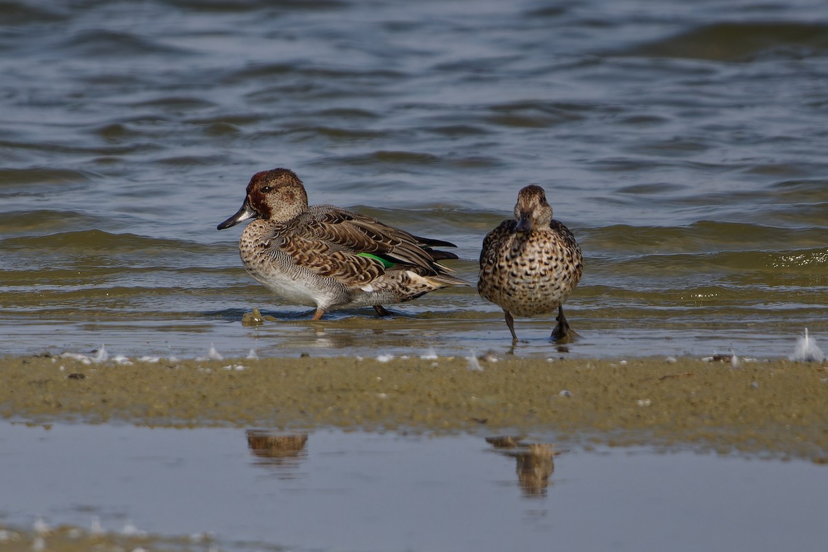 Green-winged Teal - ML624161703