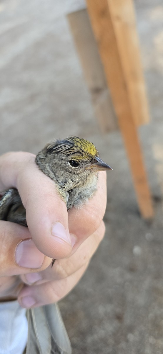 Golden-crowned Sparrow - ML624161711