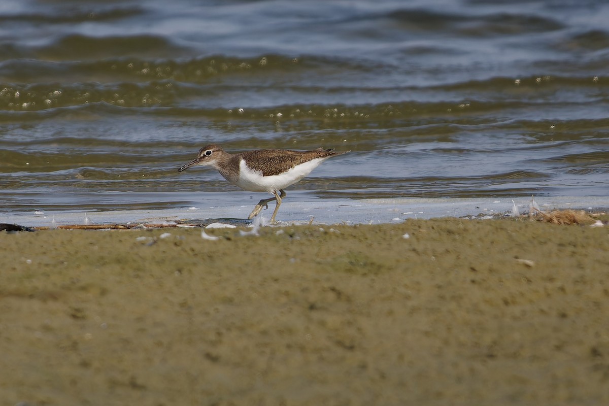 Common Sandpiper - ML624161712