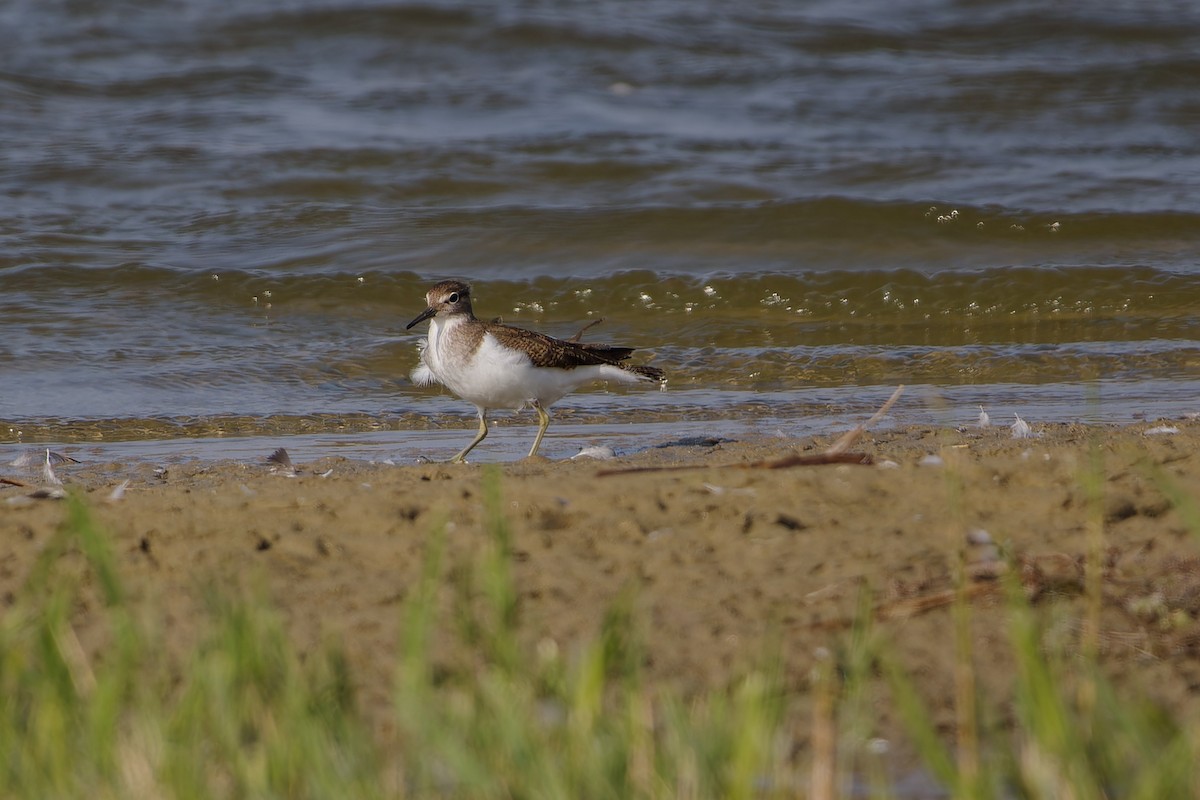 Common Sandpiper - ML624161714