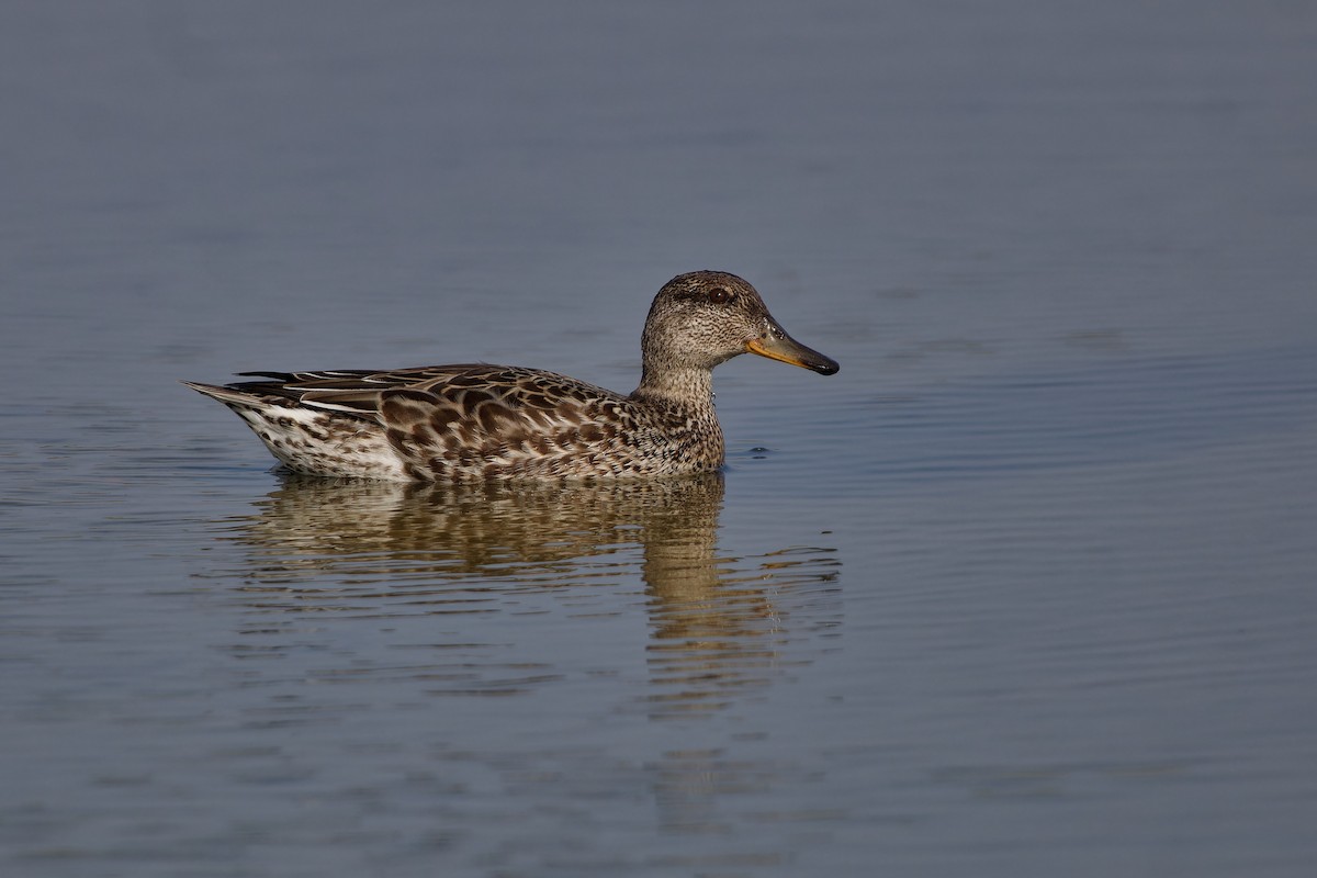 Green-winged Teal - ML624161718