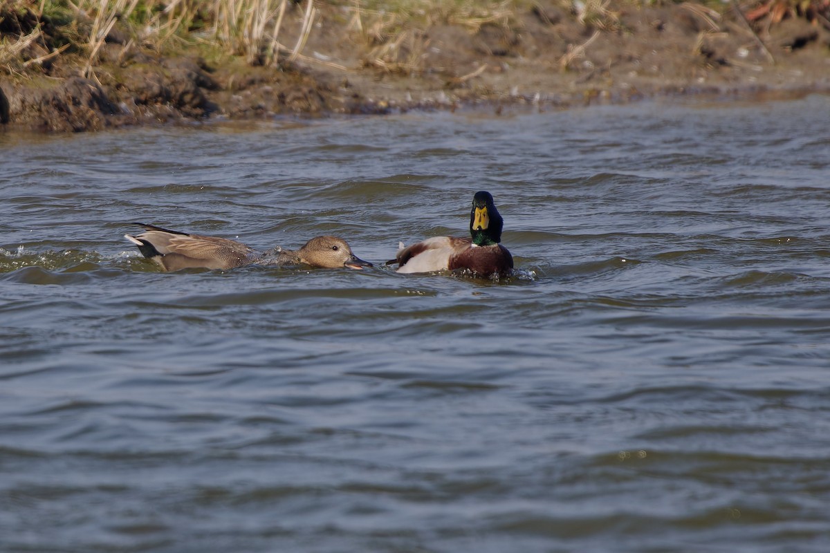 Mallard - ML624161724