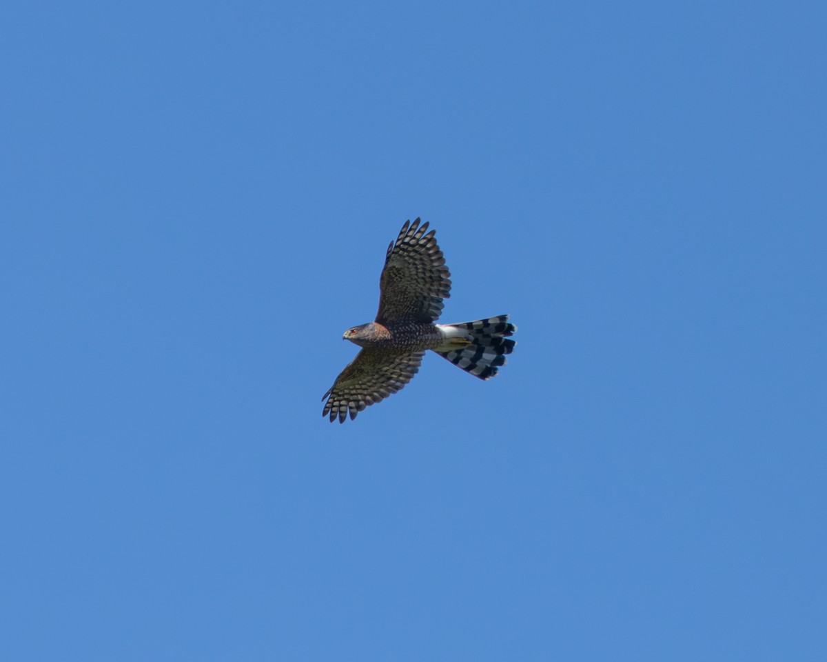 Cooper's Hawk - ML624161756