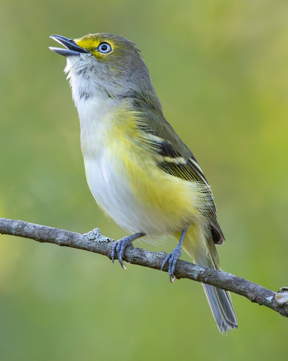 White-eyed Vireo - ML624161761