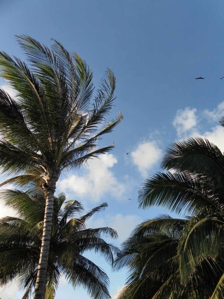 Magnificent Frigatebird - Rachel Kerwin