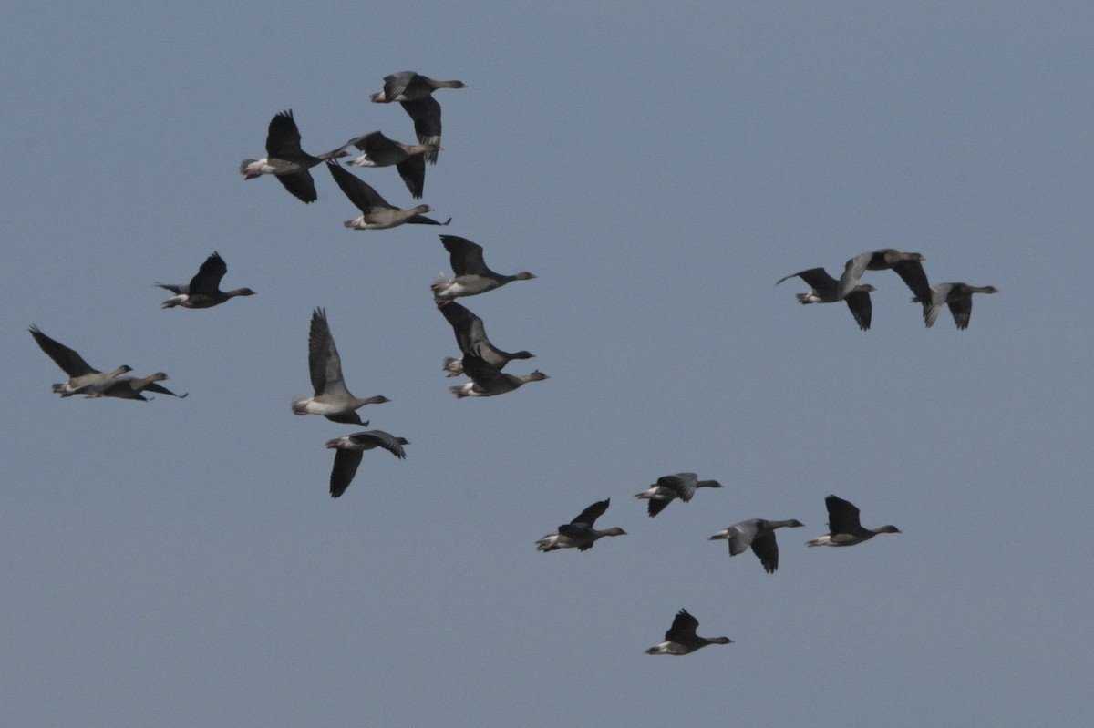 Pink-footed Goose - ML624161799