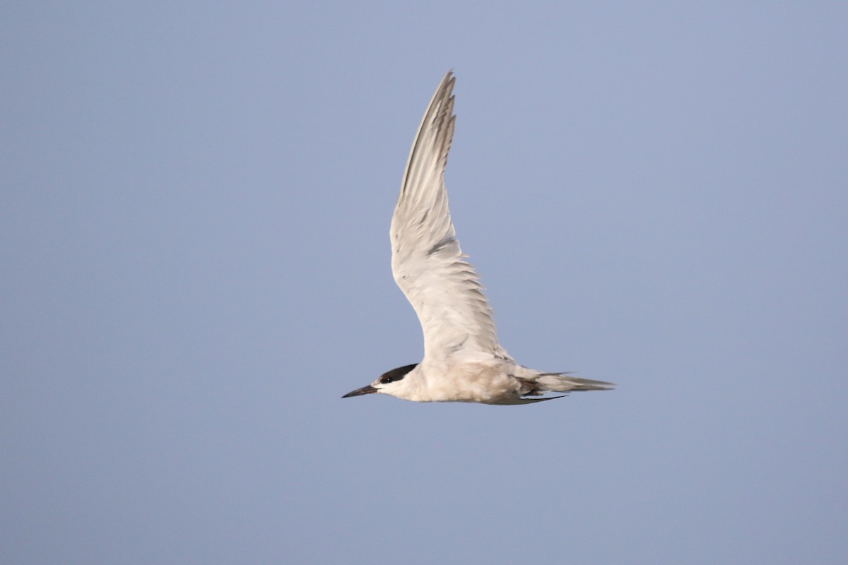 White-cheeked Tern - ML624161821