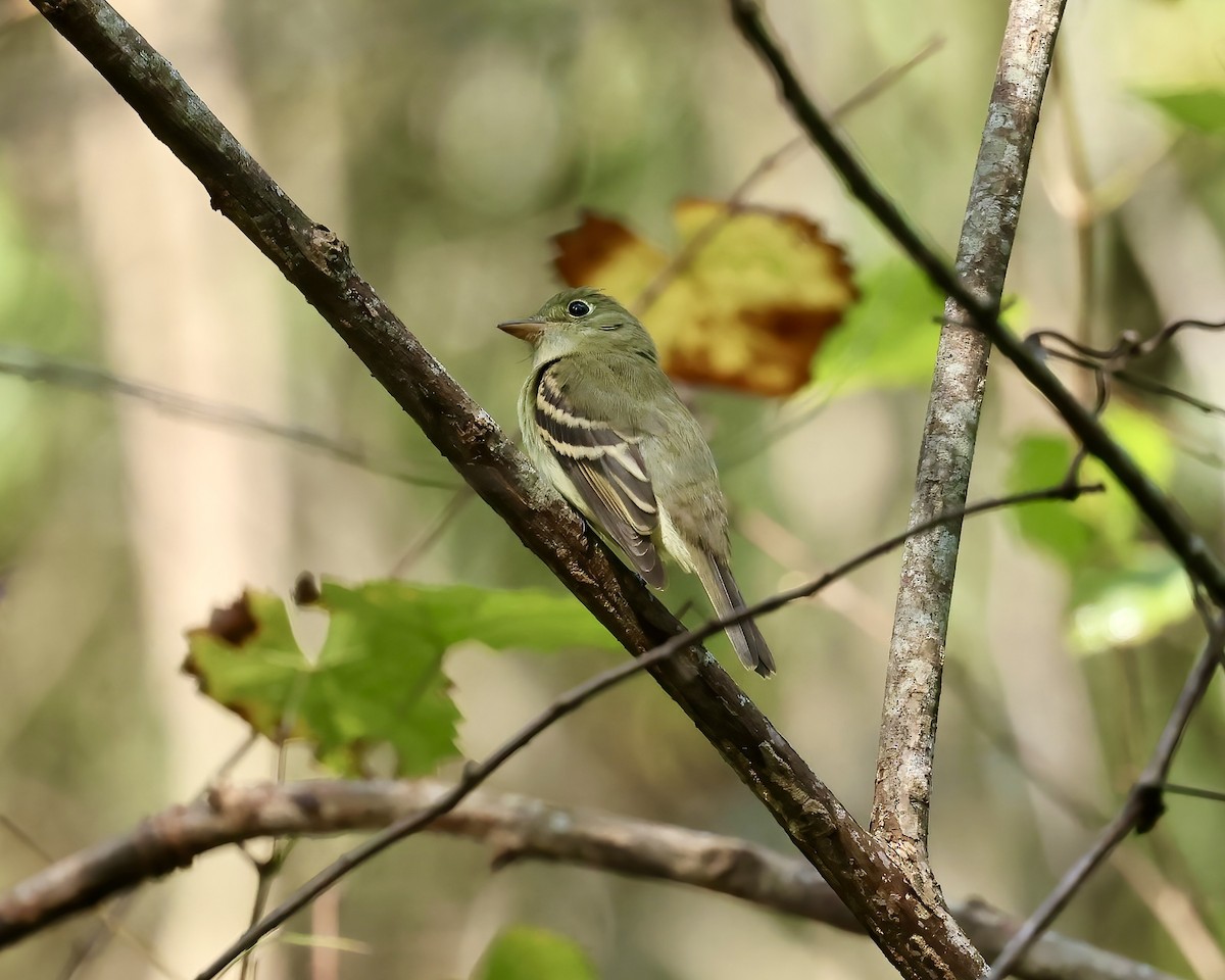 Empidonax sp. - ML624161822
