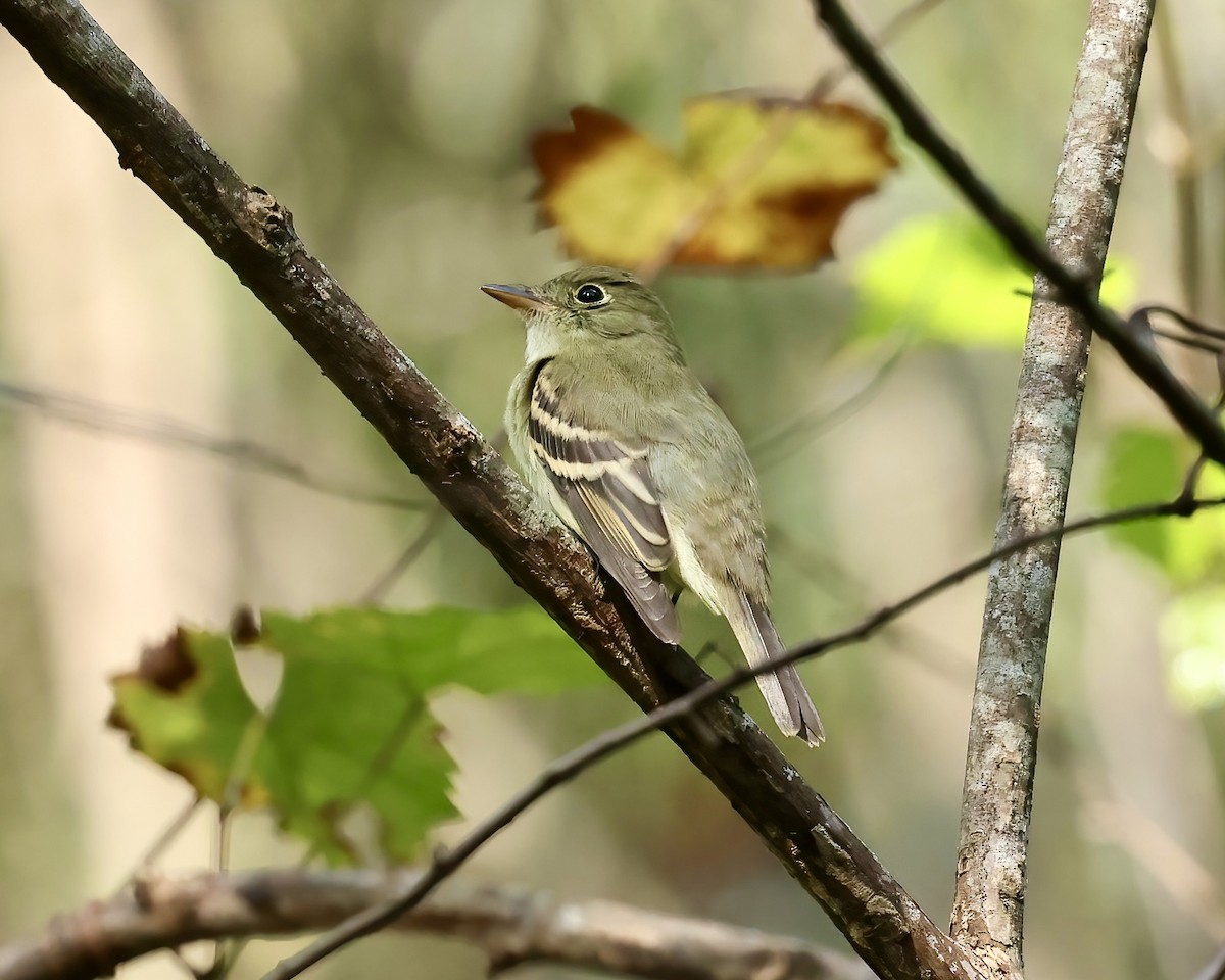 Empidonax sp. - ML624161823