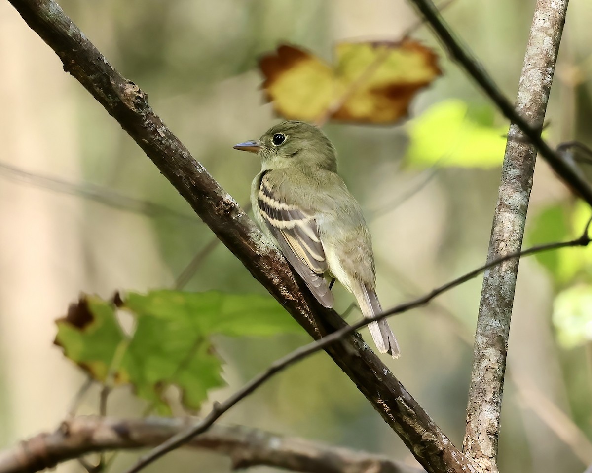 Empidonax sp. - ML624161824