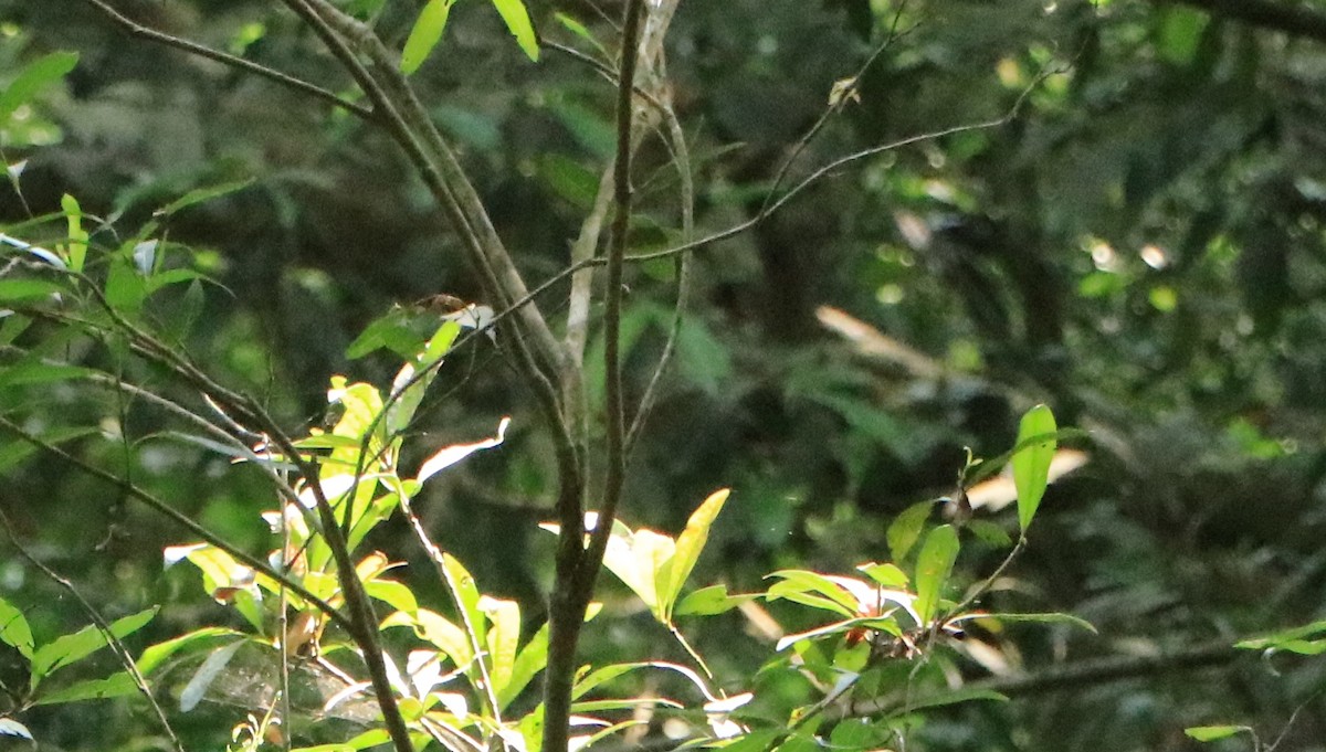 Indian Paradise-Flycatcher - ML624161862