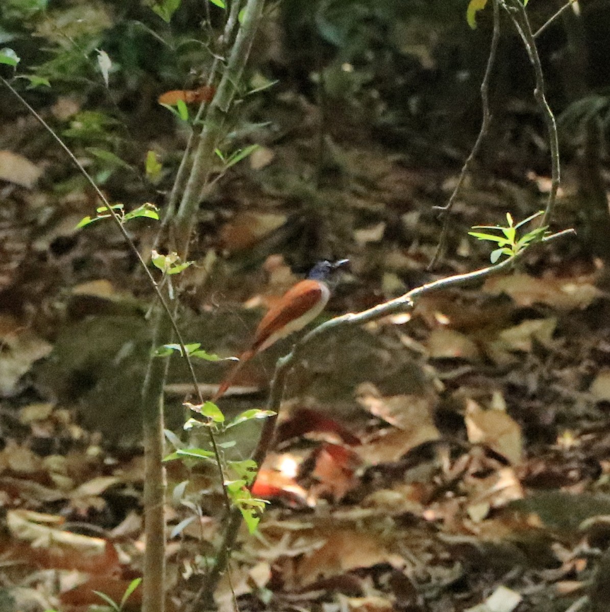 Indian Paradise-Flycatcher - Afsar Nayakkan