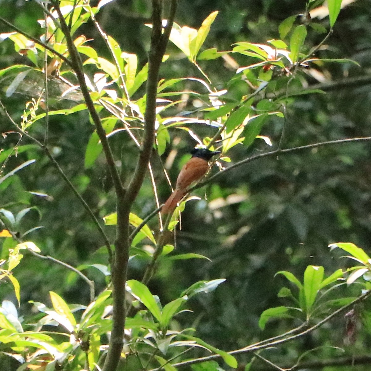 Indian Paradise-Flycatcher - ML624161864