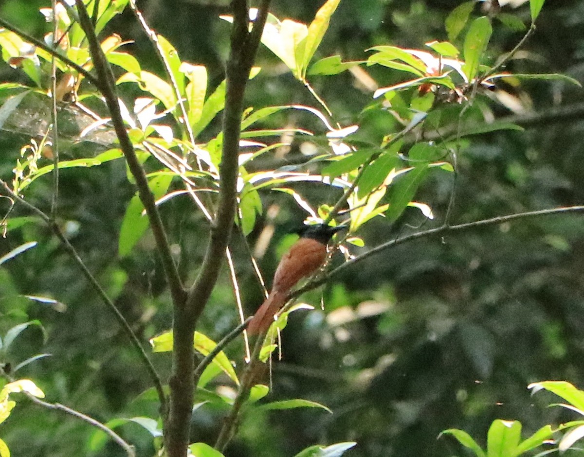 Indian Paradise-Flycatcher - ML624161865