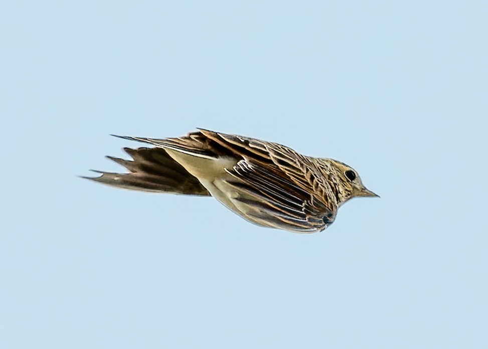 Red-throated Pipit - ML624161882