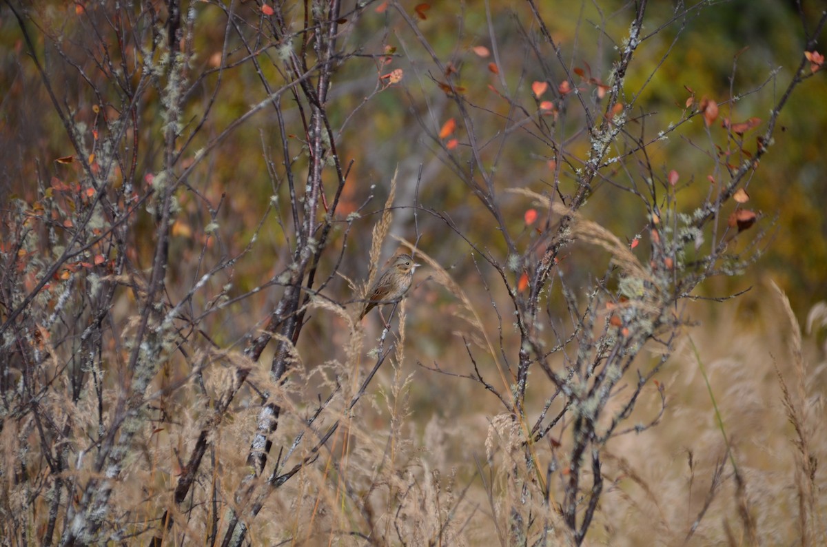 Lincoln's Sparrow - ML624161887