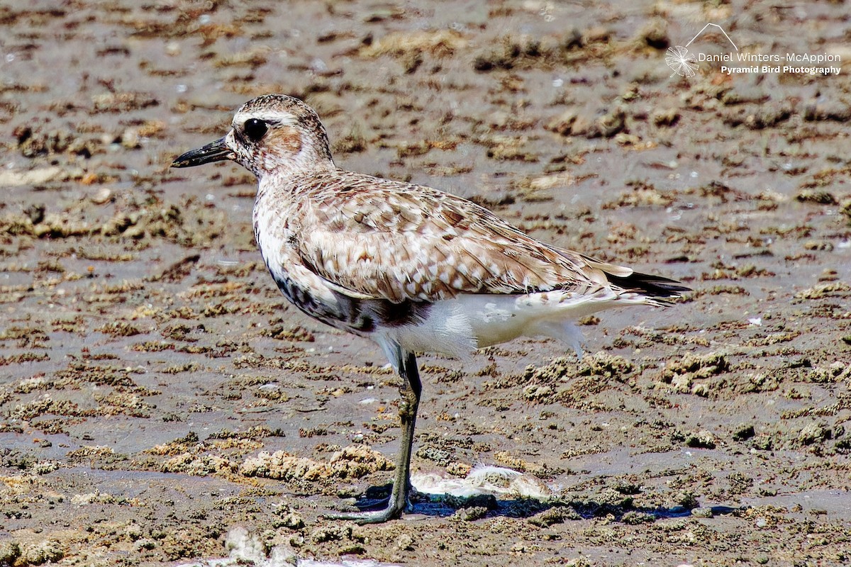 Black-bellied Plover - ML624161889