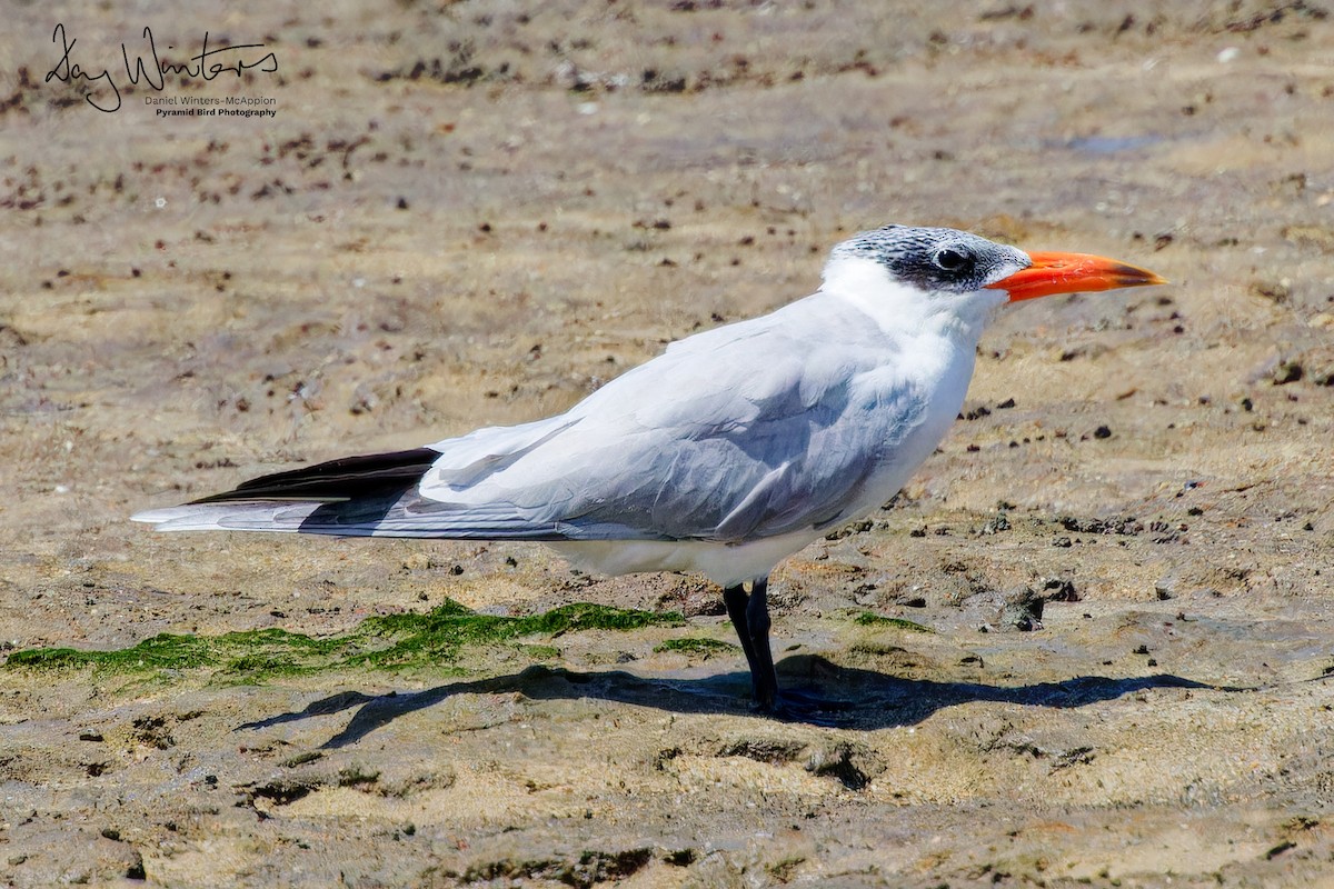 Caspian Tern - ML624161901