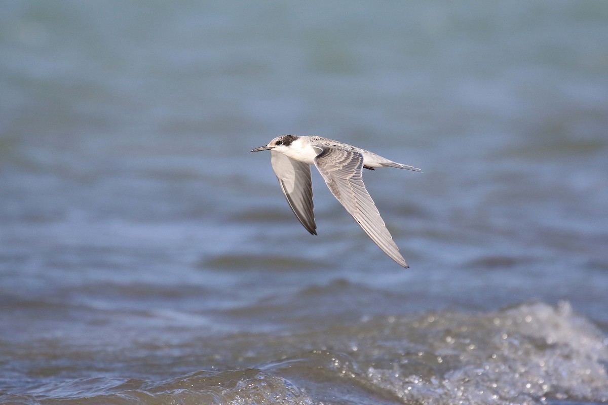 White-cheeked Tern - ML624161929