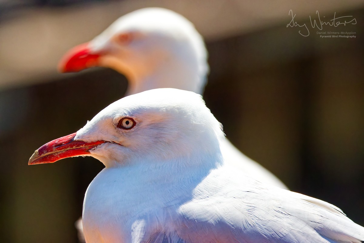 Silver Gull - ML624161930