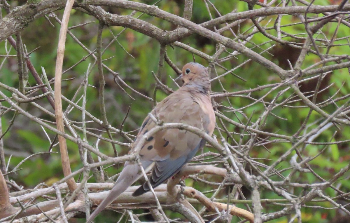 Mourning Dove - ML624161953