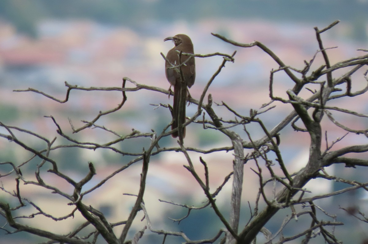 California Thrasher - ML624161987