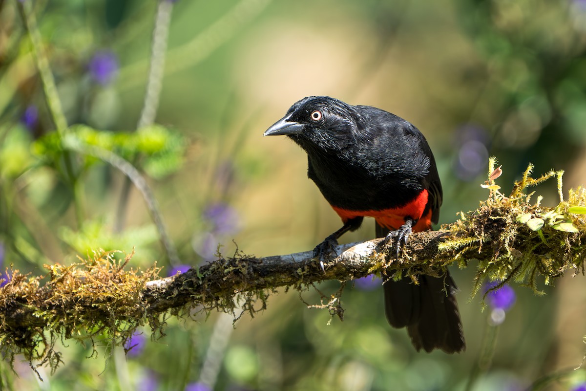 Red-bellied Grackle - Marc Kramer (Birding by Bus)