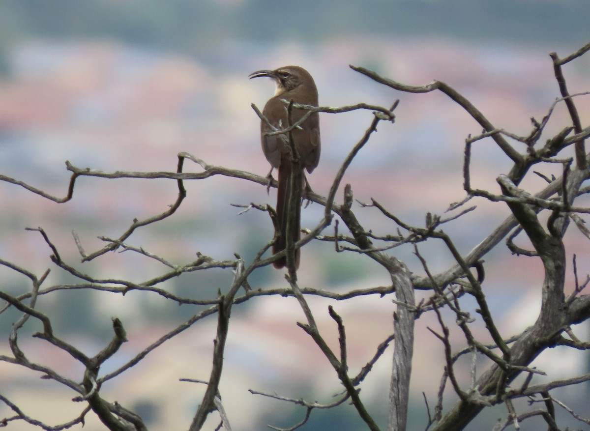 California Thrasher - ML624162008