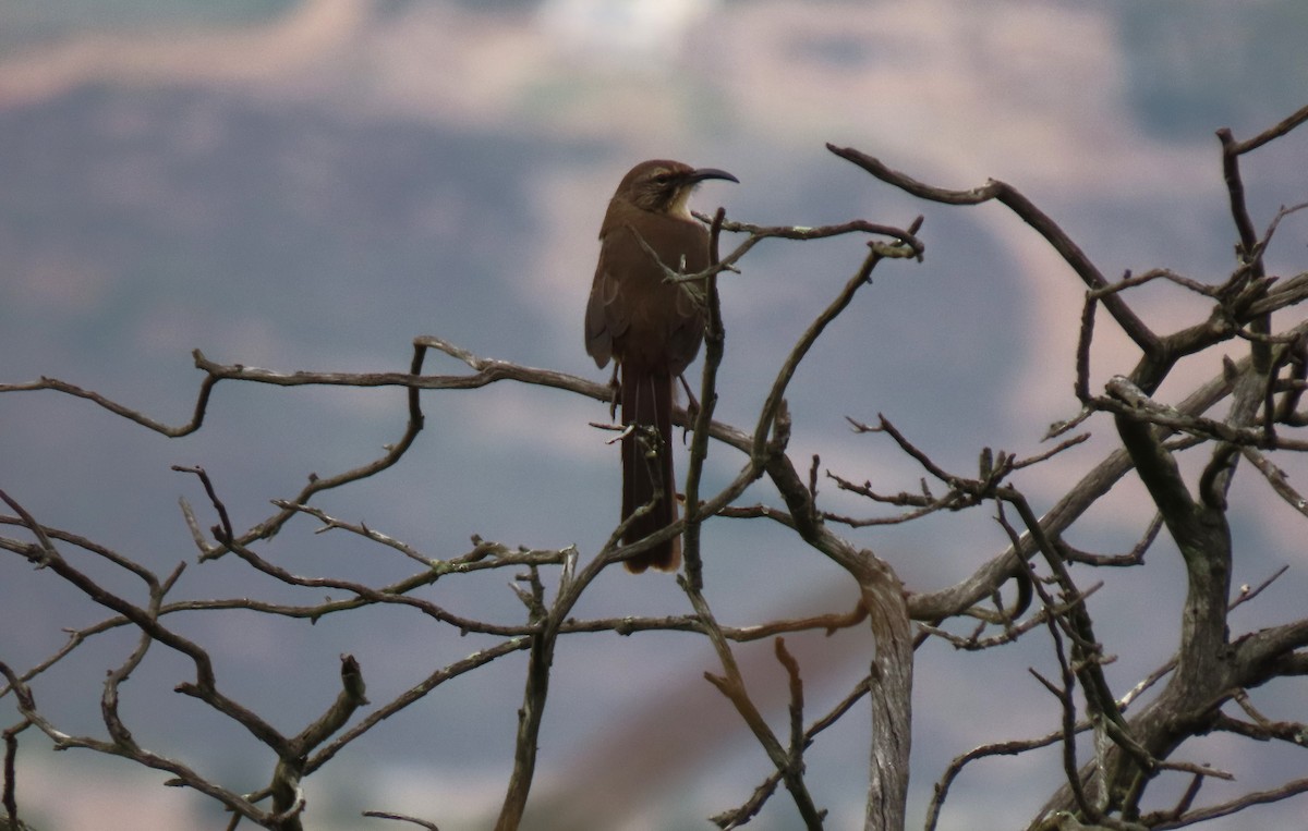 California Thrasher - ML624162027