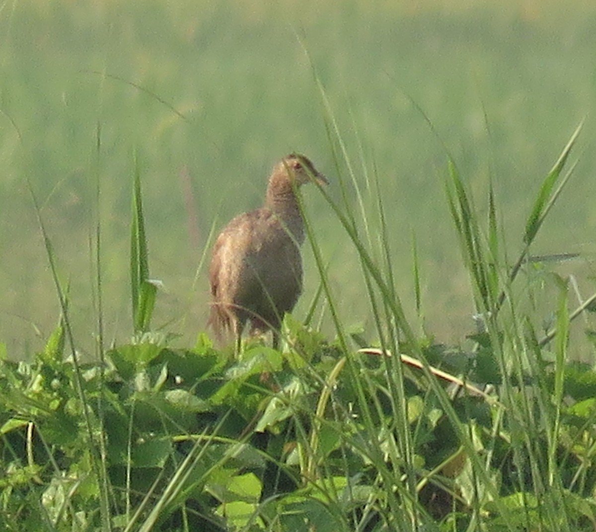 Watercock - ML624162041