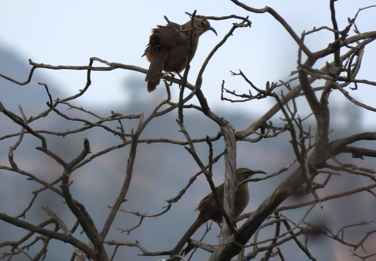 California Thrasher - ML624162054