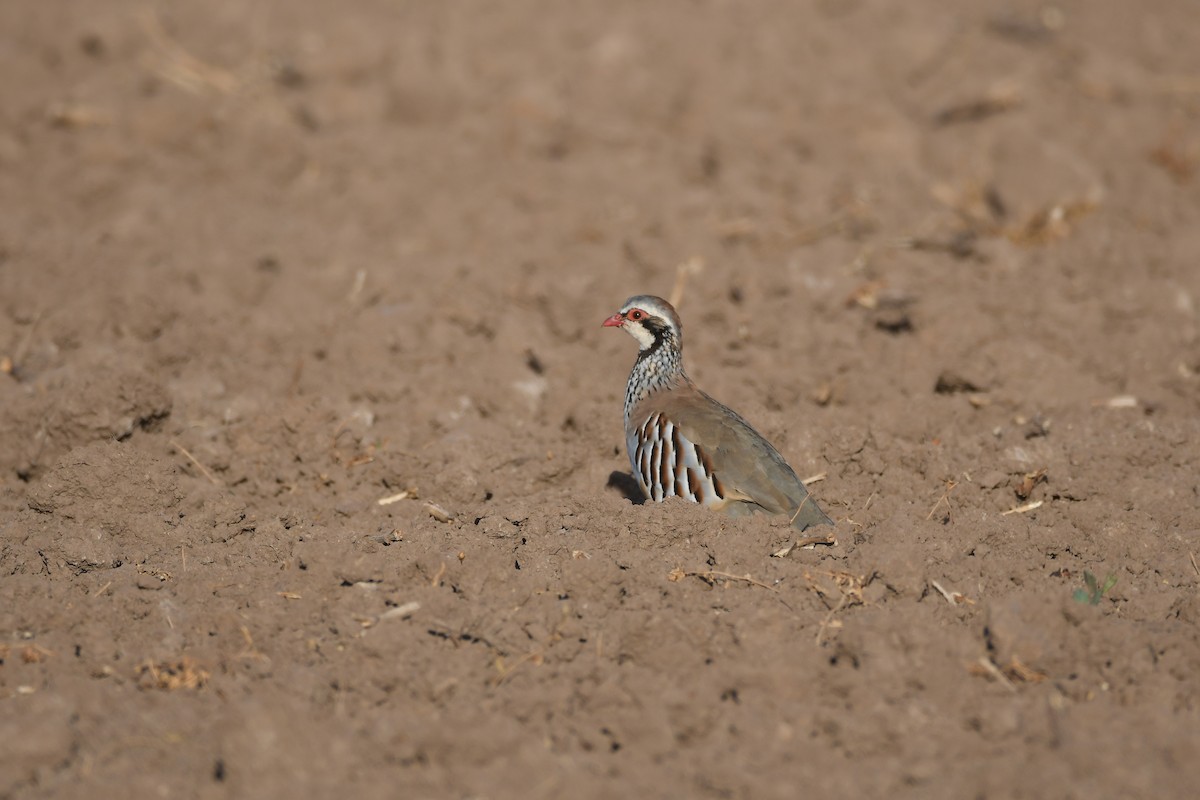 Red-legged Partridge - ML624162066