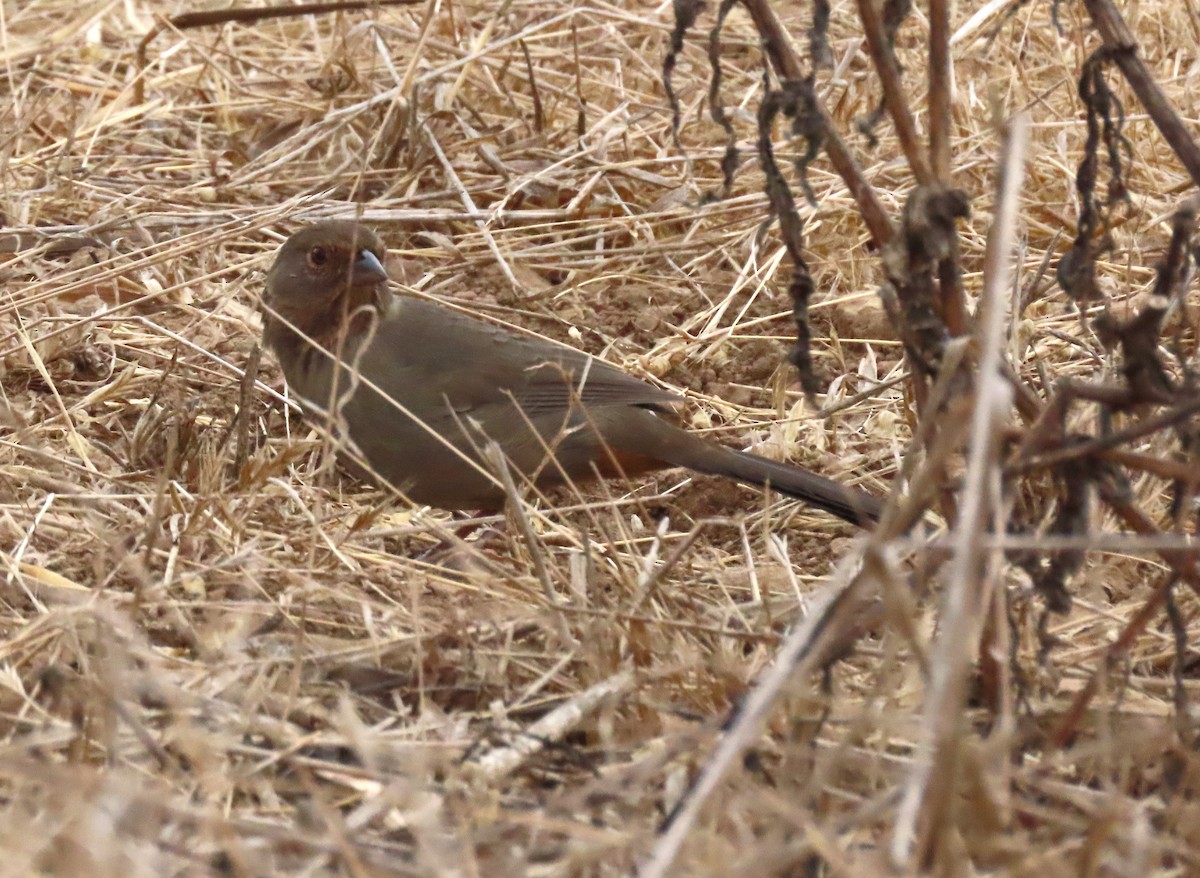 California Towhee - ML624162070