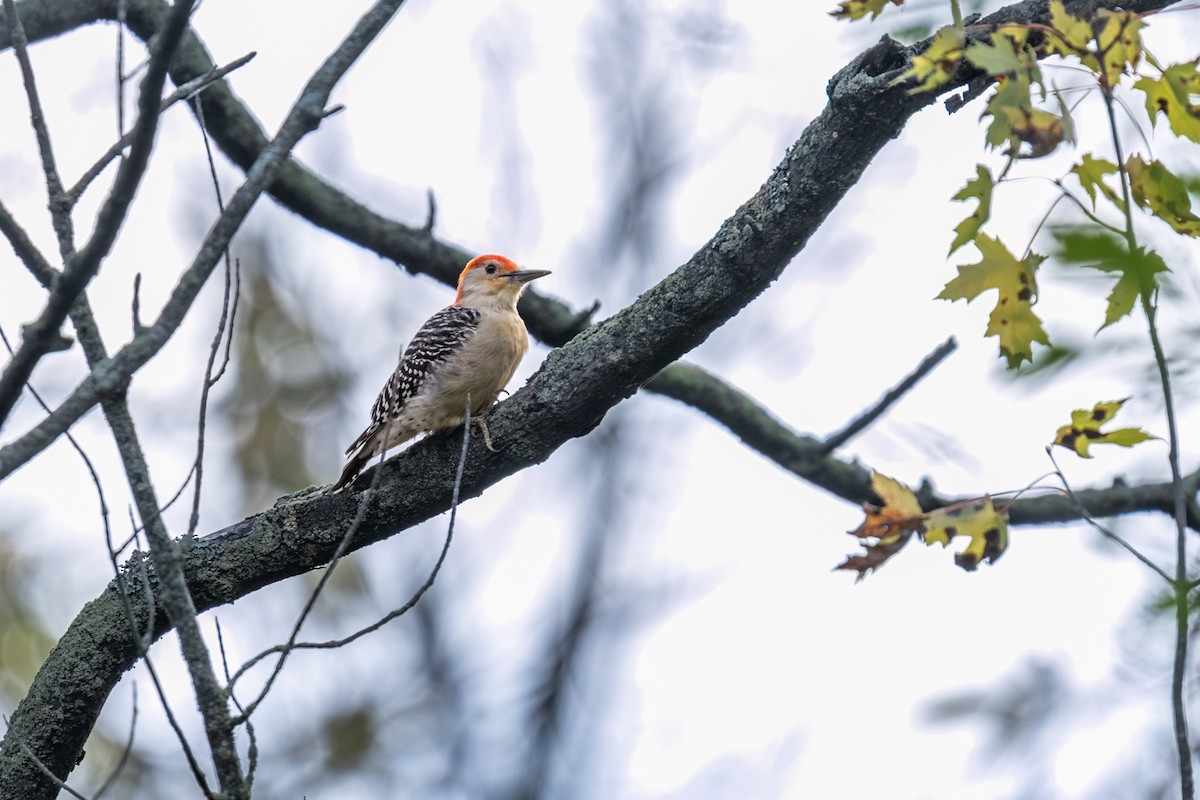 Red-bellied Woodpecker - ML624162093