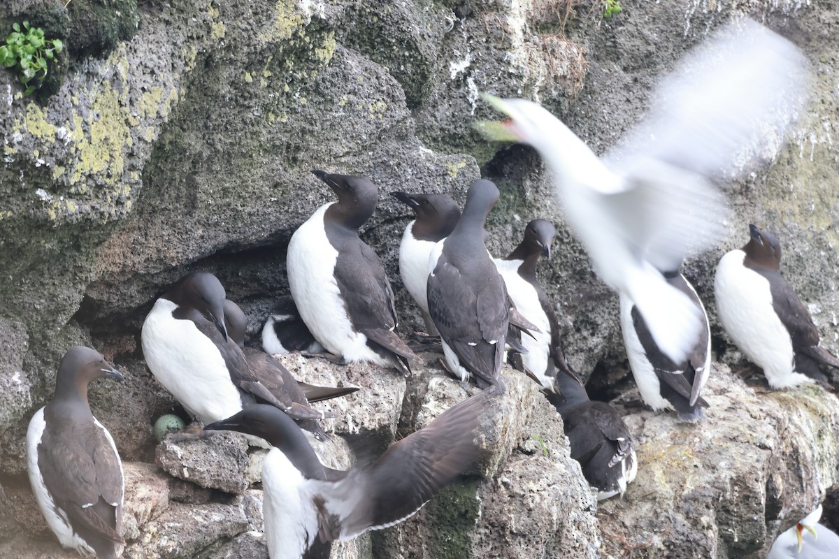 Black-legged Kittiwake - Sam Darmstadt