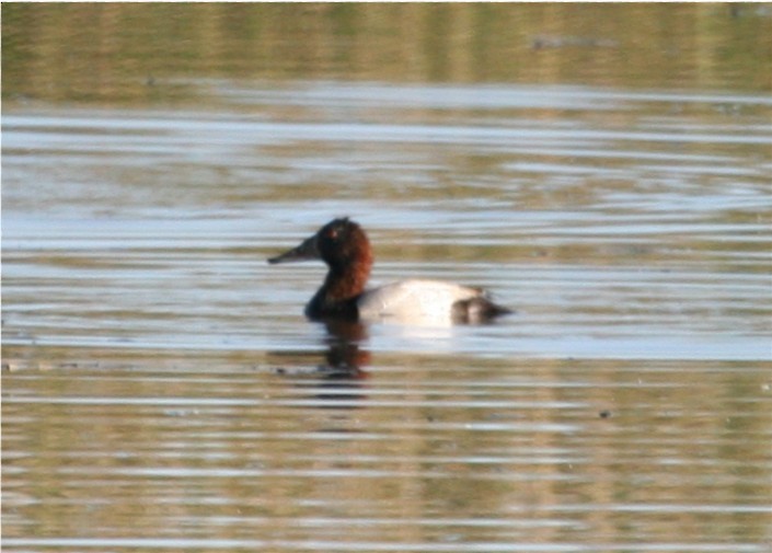 Canvasback - ML624162152